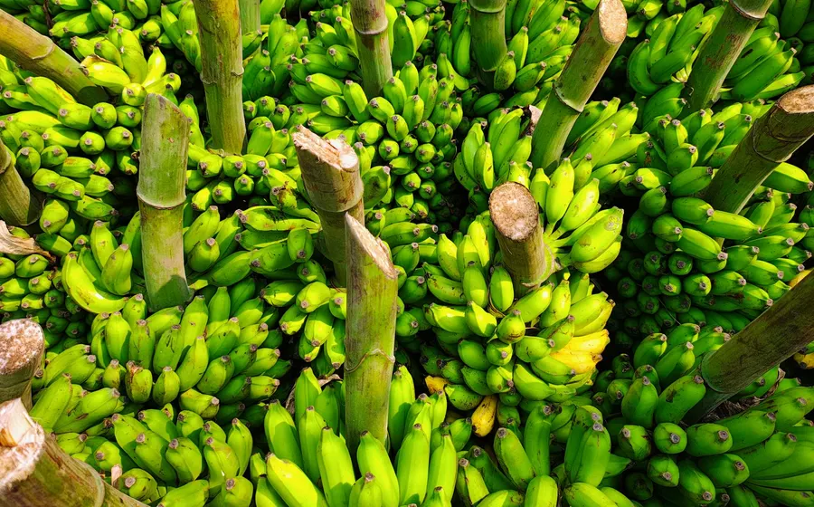 Made in Guadeloupe : le label « Produit Péyi » et ses producteurs