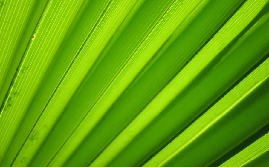 Valoriser les sargasses : la nouvelle filière verte des Antilles