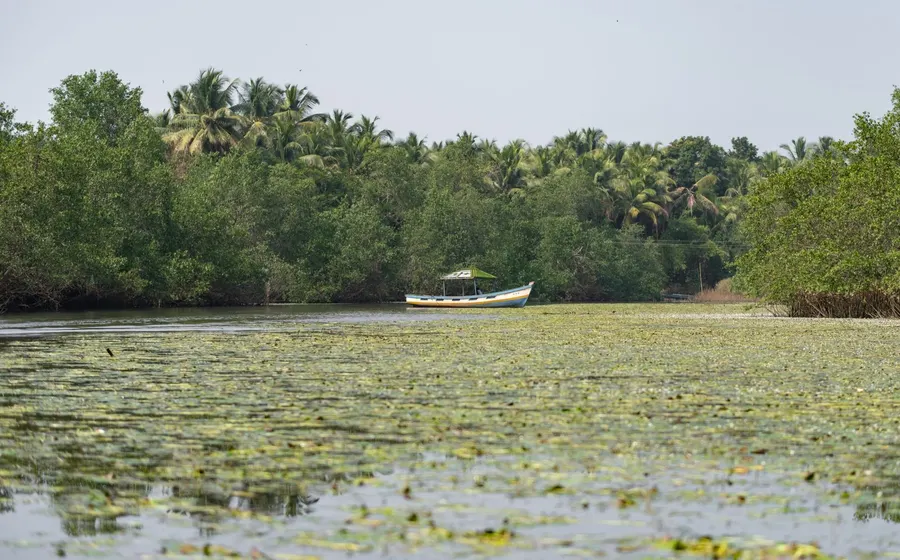 Valoriser les sargasses : la nouvelle filière verte des Antilles